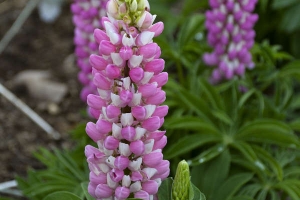 Lupin 'Mini Pink Bicolour' 